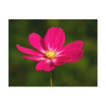 Pink Cosmos Postcard