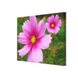 Pink Cosmos Stretched Canvas Print