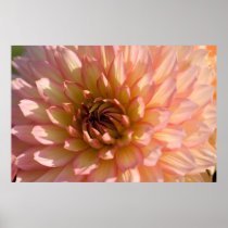 Pink & Cream Dahlia