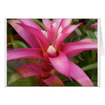 Pink Croton Cards