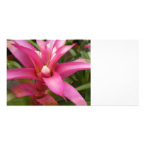 Pink Croton Picture Card