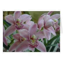 Pink Cymbidium Orchids Greeting Card