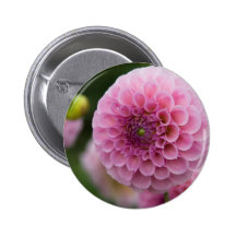 Pink Dahlia