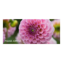 Pink Dahlia Announcement