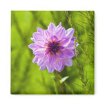 Pink Dahlia, Aquarell Effect