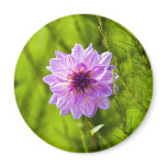 Pink Dahlia, Aquarell Effect