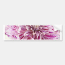 Pink Dahlia Blossom Bumper Sticker