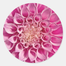 Pink Dahlia Close Up Sticker