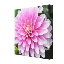 Pink Dahlia Flower Canvas Print