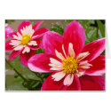Pink Dahlia Flowers cards