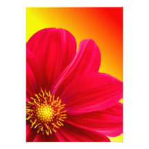 Pink Dahlia Invitations