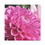 Pink Dahlia Magnet