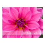 Pink Dahlia Post Cards
