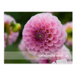 Pink Dahlia Post Cards