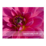 Pink Dahlia Postcards