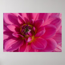 Pink Dahlia Print