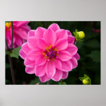 Pink Dahlia