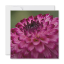 Pink Dahlia • Square Card / Invitation