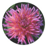 Pink Dahlia stickers