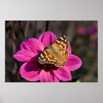 Pink Dahlia with Painted Lady