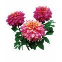 Pink Dahlias Kidds Climax t-shirts