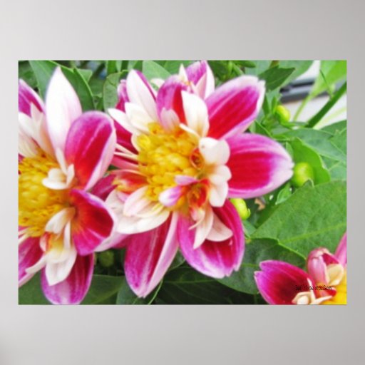 Pink Dahlias Poster