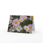 Pink Daisies cards