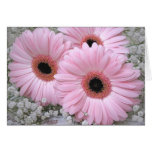 Pink Daisies-Gerberas blank card