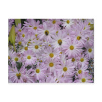 Pink Daisies Plus Postcard