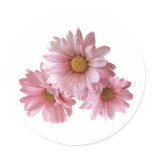 Pink Daisies Round Sticker