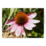 Pink Daisy cards