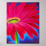 Pink Daisy Flower Art Giclee - Poster posters