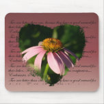 Pink Daisy flower
