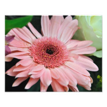 Pink Daisy Photographic Print