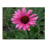 pink daisy postcards
