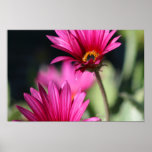 Pink Daisy Posters