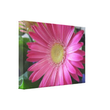 Pink Daisy Princess Canvas Prints