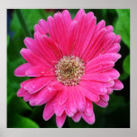 Pink Daisy Print