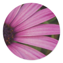 Pink Daisy Stickers