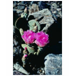 Pink Death Valley - Prickly Pear Cactus flowers t-shirts