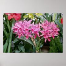 Pink Deckeri (Cattleya) flowers Poster