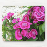 Pink Dianthus/Sweet William Mouse Mats