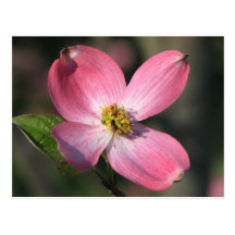 Pink Dogwood Bloom Post Card