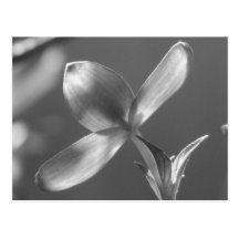 Pink Dogwood Bloom Postcards