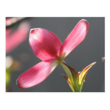 Pink Dogwood Bloom Postcards