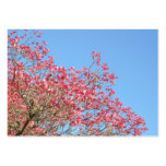 Pink Dogwood Blooms and Sky Business Card Template