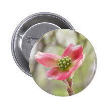 Pink Dogwood Blossom