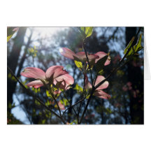 pink dogwood blossoms greeting cards