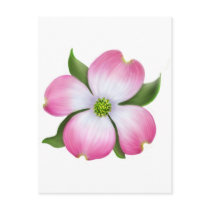 Pink Dogwood Flower Postcard