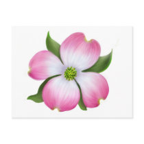 Pink Dogwood Flower Postcard